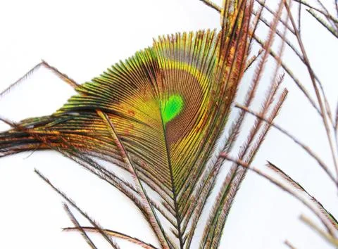 Peacock feather Stock Photos