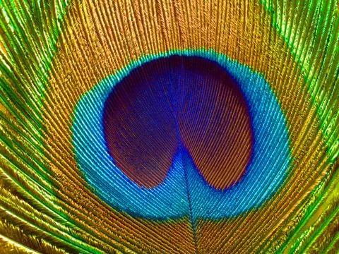 Peacock feather. Stock Photos