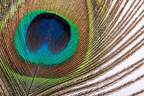 Peacock feather Stock Photos