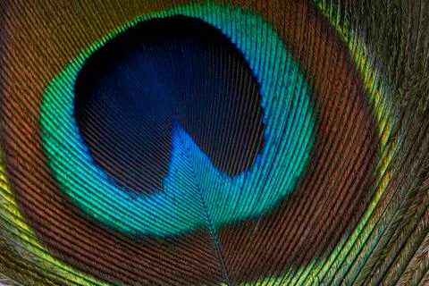Peacock feather Stock Photos