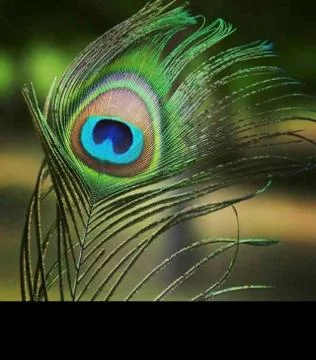 Peacock feather Foto stock