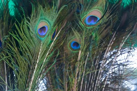 Peacock feather Stock Photos
