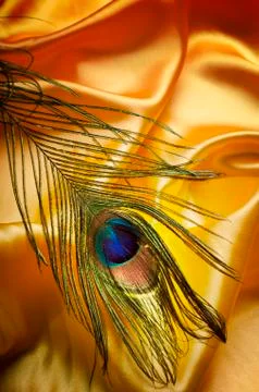 Peacock Feather Stock-Fotos