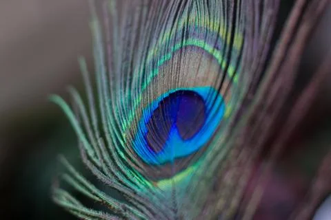 Peacock feather Stock Photos