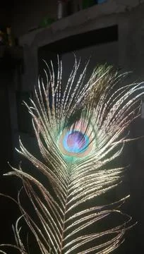 Peacock feather Stock Photos