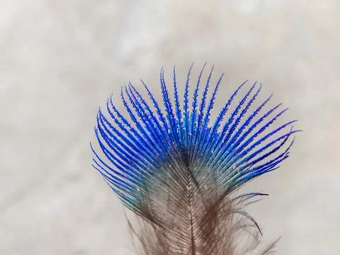 Peacock feather Stock Photos