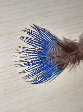 Peacock feather Stock Photos