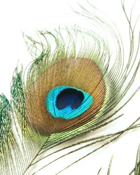 Peacock Feather Stock Photos