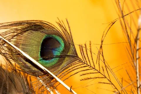 Peacock feather Stock Photos