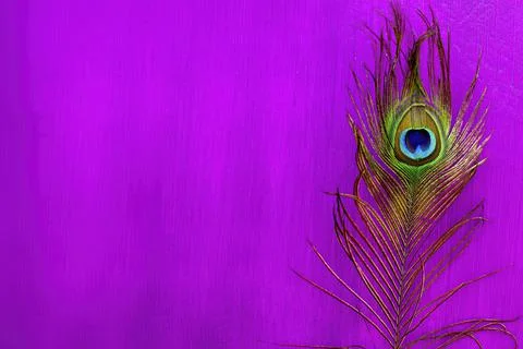 Peacock feather Stock Photos