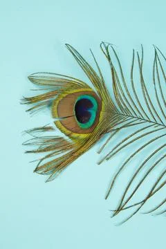 Peacock feather Stock Photos