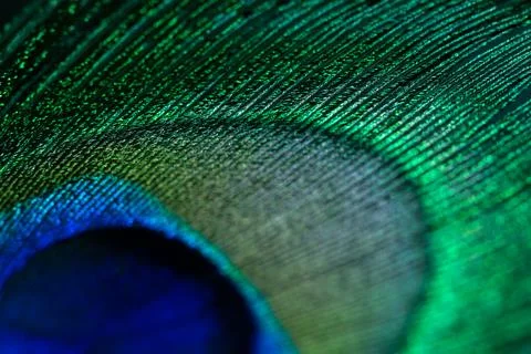 Peacock feather Stock Photos