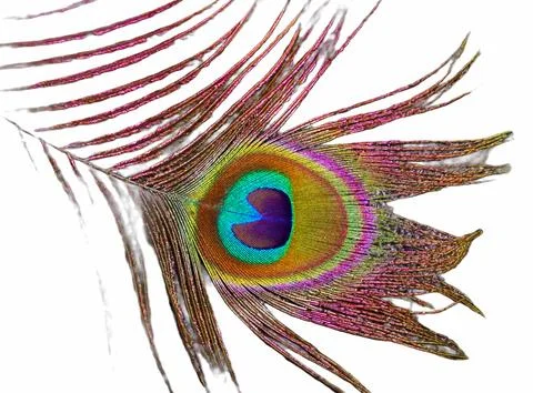 Peacock feather Stock Photos