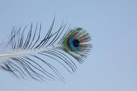 Peacock feather Stock Photos