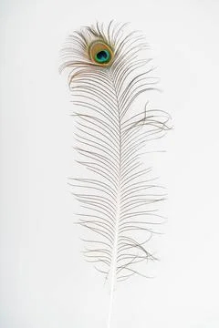 Peacock feather on a plain background in a well-lit room Stock Photos