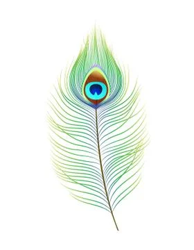 Peacock feather, realistic vector illustration. Decor element for design Stock Illustration