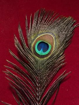 Peacock feather on red background Stock Photos