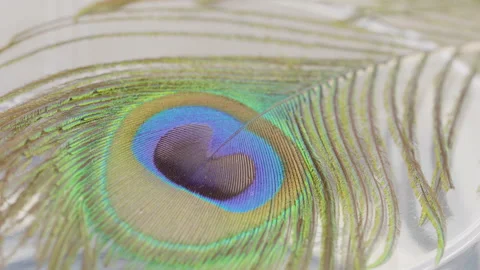 Peacock feather rotate  Stock Footage 146717818