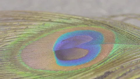 Peacock feather rotate macro Stock Footage 146717957