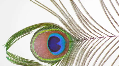Peacock Feather Shaking HD 스톡 동영상 23117194