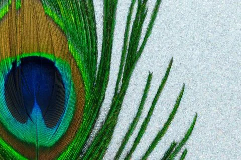 Peacock feather on silver shiny background Stock Photos
