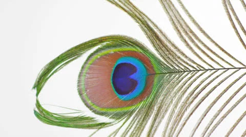 Peacock Feather Slowly out Focus HD 스톡 동영상 22996796