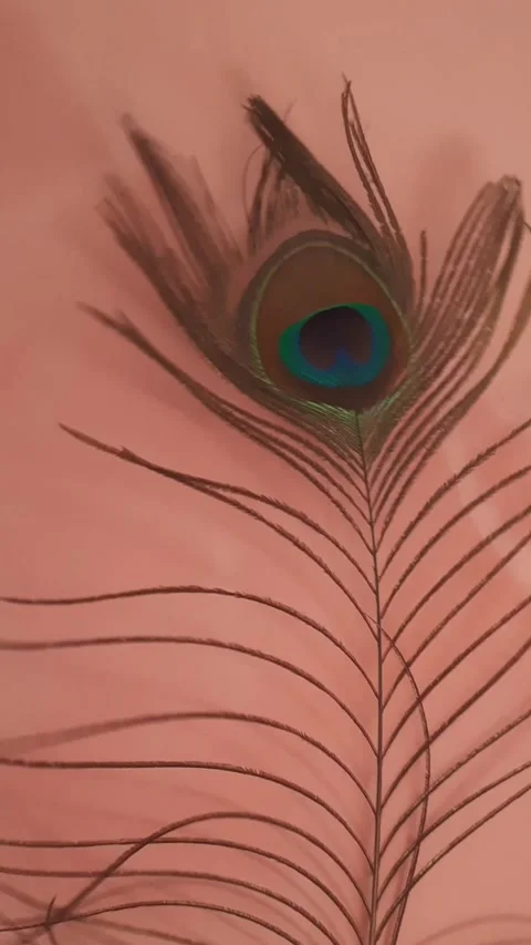 Peacock Feather Swaying Gently on Wall – Calm Aesthetic Background Video stock 334195840