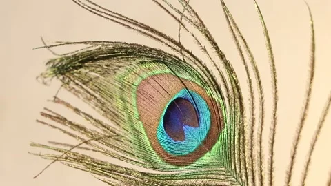 Peacock feather swing in wind. Stock Footage 171114687
