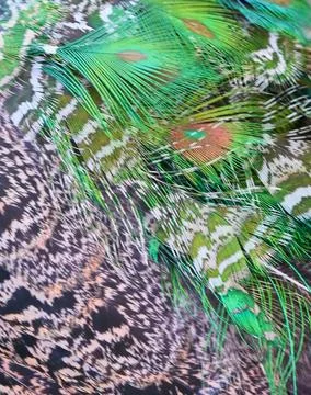 Peacock feather texture and pattern close-up photo stock Stock Photos