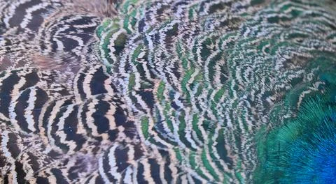 Peacock feather texture and pattern close-up photo stock Stock Photos
