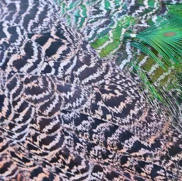 Peacock feather texture and pattern close-up photo stock Stock Photos