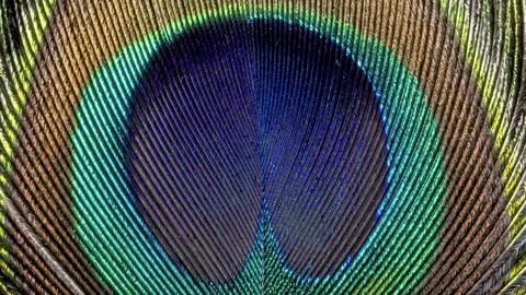 Peacock feather texture Stock Photos