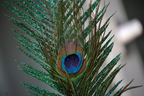 Peacock feather with the typical eye-like pattern Stock Photos