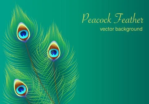 Peacock Feather Stock Illustration - Download Image Now - Peacock