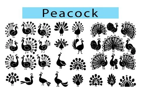 Peacock feather vector black and white drawing Stockillustratie