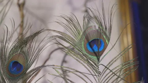 Peacock feather waving on the wind in slow motion Stock Footage 146745296