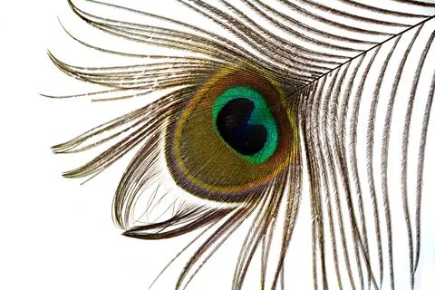 Peacock feather  on white background Stock Photos