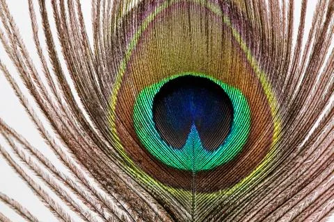 Peacock feather on white Stock Photos
