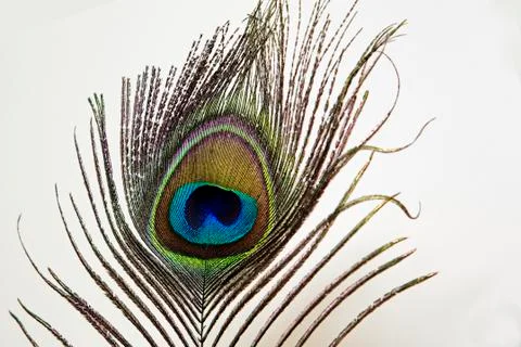Peacock feather on white Stock Photos