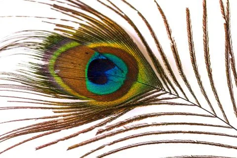 Peacock feather on white Stock Photos