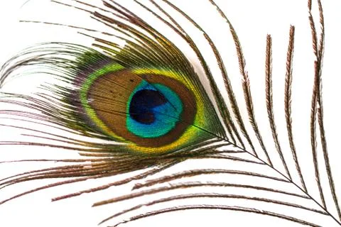 Peacock feather on white Stock Photos