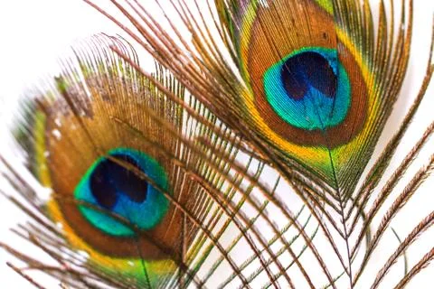Peacock feather on white Stock Photos
