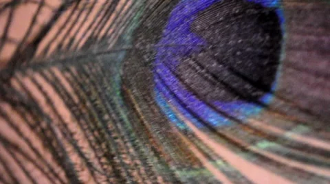 Peacock Feather in Wind Vídeos de archivo 49584673