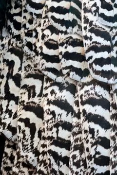 Peacock feathering Stock Photos