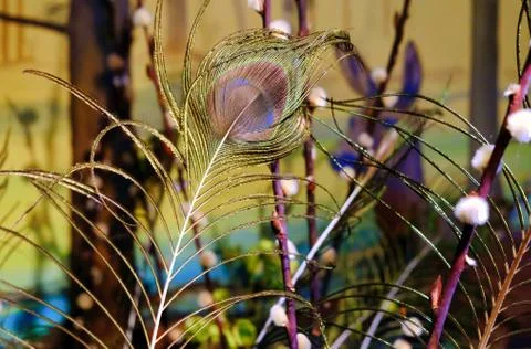 Peacock feathers with backdrop of a deer Stock Photos