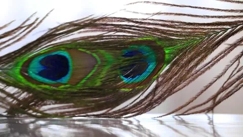Peacock feathers background. Feather movement with reflection Stock Footage 328747362