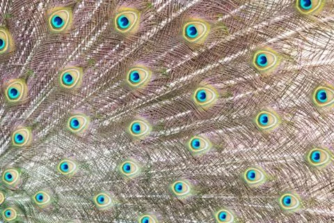 Peacock feathers background Stock Photos