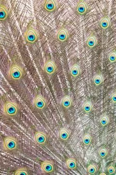 Peacock feathers background Stock Photos