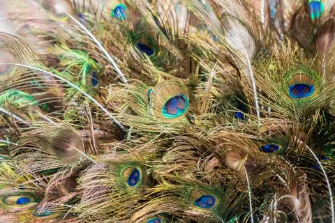 Peacock Feathers background Stock Photos