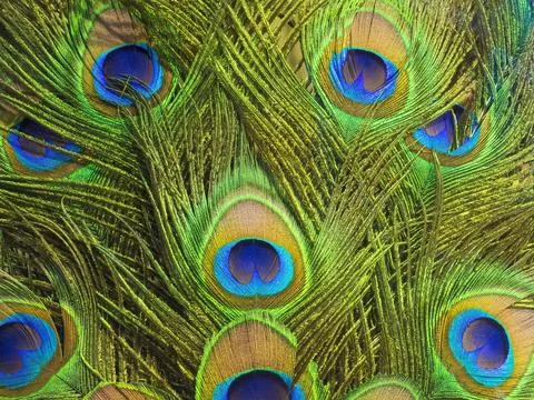 Peacock feathers background Stock Photos
